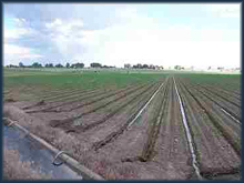 Trestle Lake Farm irrigated land